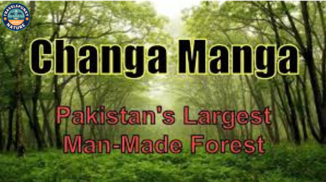 changa manga forest
