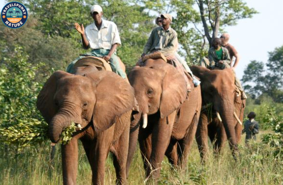 victoriya fall elephant safari is best free activity on victoriya fall