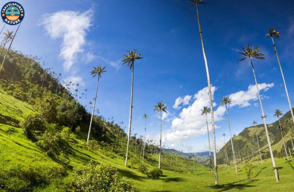 Cocora Valley, Quindío is one of famous landmark in colombia